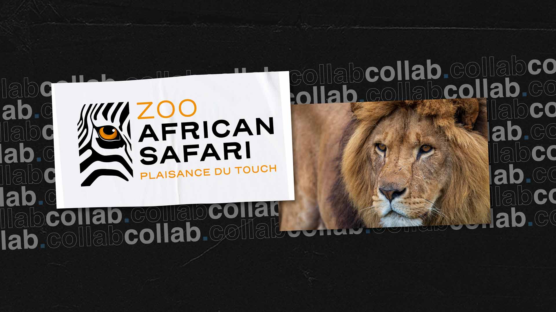 collaboration zoo african safari