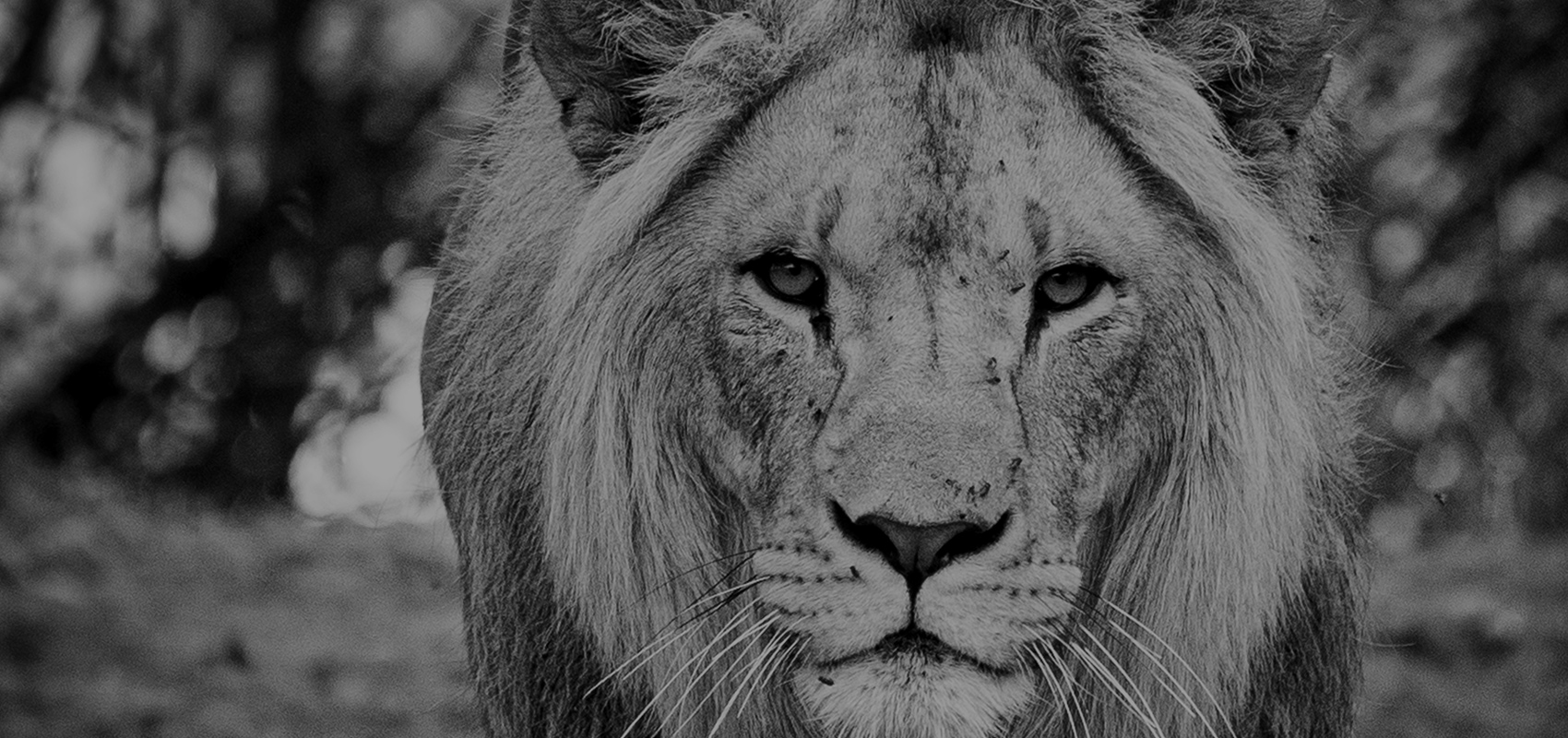 lion zoo african safari